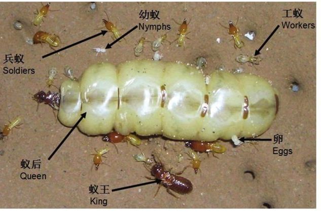 夏氏華象白蟻
