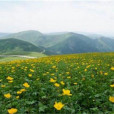 高山黃花茅 高山黃花茅