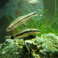 小精靈魚 小精靈魚