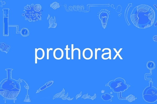 prothorax prothorax