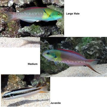 短吻錦燈魚 短吻錦燈魚