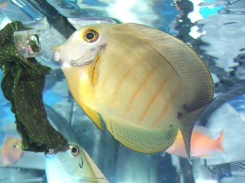 印度洋倒吊魚(印度洋吊魚) 印度洋倒吊魚(印度洋吊魚)