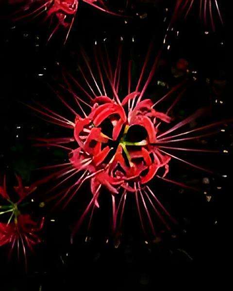 茶靡花盡