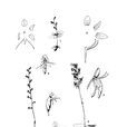 落地金錢(天門冬目蘭科植物) 落地金錢(天門冬目蘭科植物)