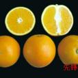 先鋒橙 先鋒橙