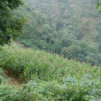 滑坡村(雲南省楚雄州武定縣獅山鎮滑坡村) 滑坡村(雲南省楚雄州武定縣獅山鎮滑坡村)
