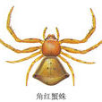 角紅蟹蛛