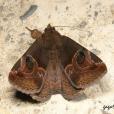 瞳夜蛾
