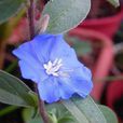 藍星花(旋花科植物)