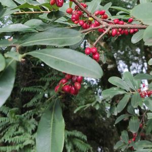 Erythroxylum deciduum