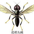 趨稻頭蠅 趨稻頭蠅