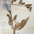 廣西山梗菜 廣西山梗菜