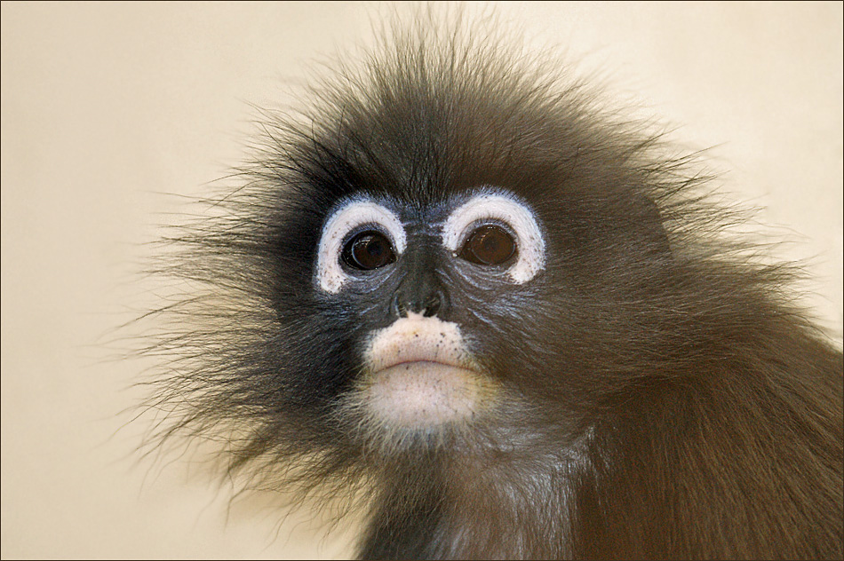 眼鏡食葉猴