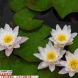 埃及白睡蓮(埃及睡蓮) 埃及白睡蓮(埃及睡蓮)