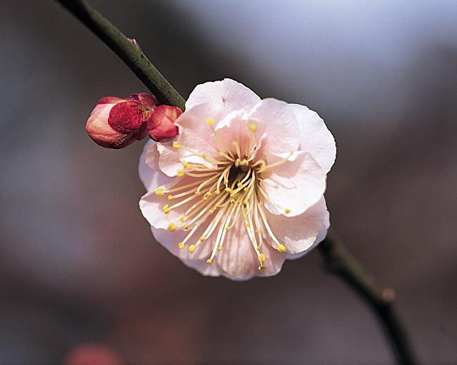 市原虎之尾 市原虎之尾