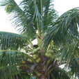 椰子(棕櫚目棕櫚科植物)