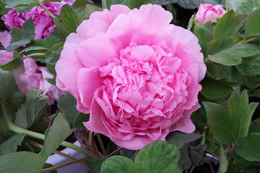 青翠桃花 青翠桃花