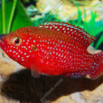 紅鑽石魚 紅鑽石魚