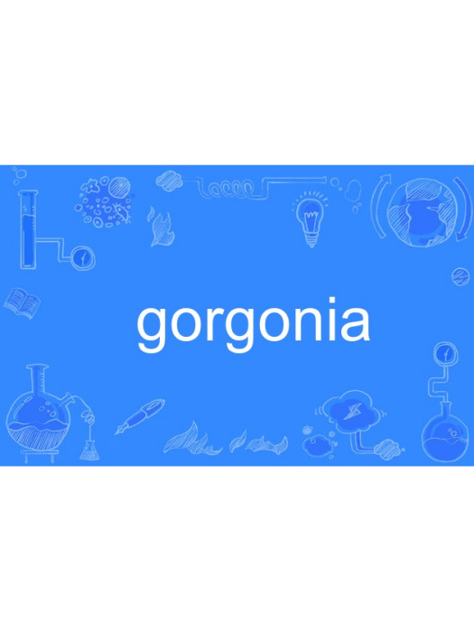 gorgonia gorgonia