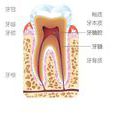 牙髓幹細胞