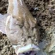 瞻星魚 瞻星魚