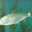 山白魚 山白魚