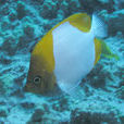 多鱗霞蝶魚 多鱗霞蝶魚
