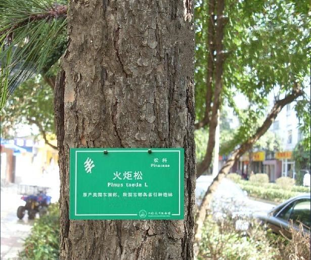 火炬松種源SC06 火炬松種源SC06