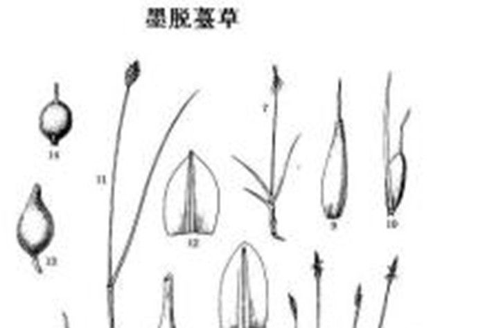 墨脫薹草 墨脫薹草