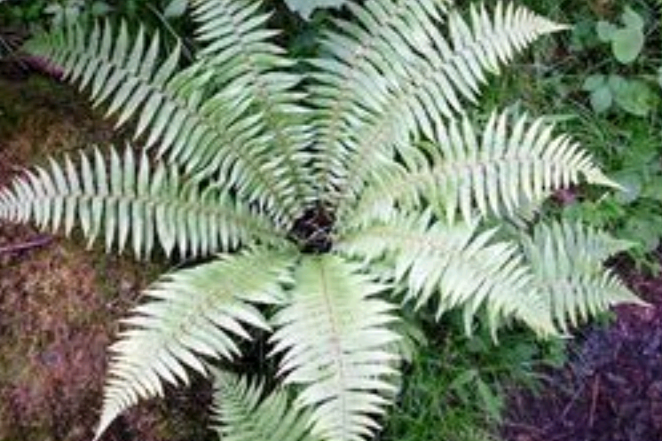 整鱗苔屬 整鱗苔屬