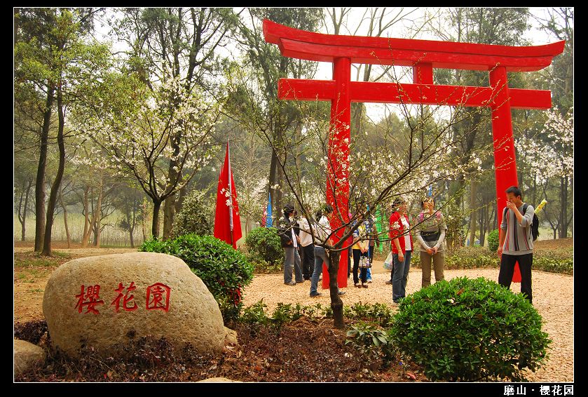 武漢東湖磨山櫻園