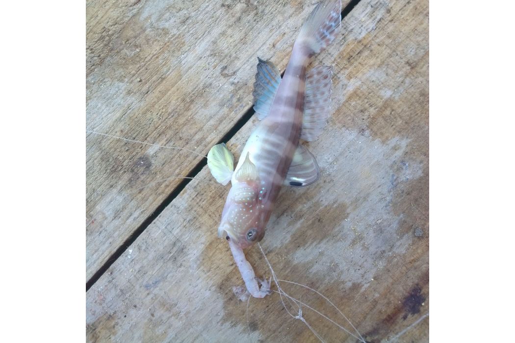 竿蝦虎魚屬 竿蝦虎魚屬