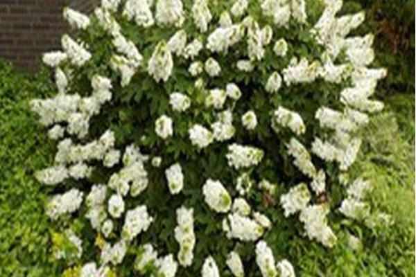 Hydrangea quercifolia \x27Ruby Slippers\x27 Hydrangea quercifolia \x27Ruby Slippers\x27