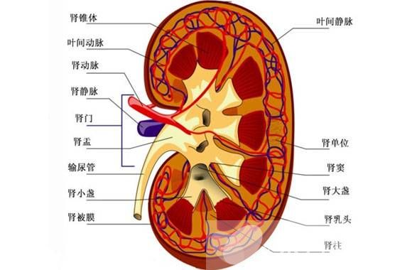 腎臟構造解剖示意圖