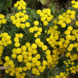 擬亞菊 擬亞菊