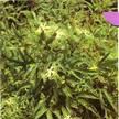 華中栝樓 華中栝樓