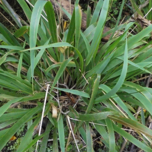 Ehrharta diplax
