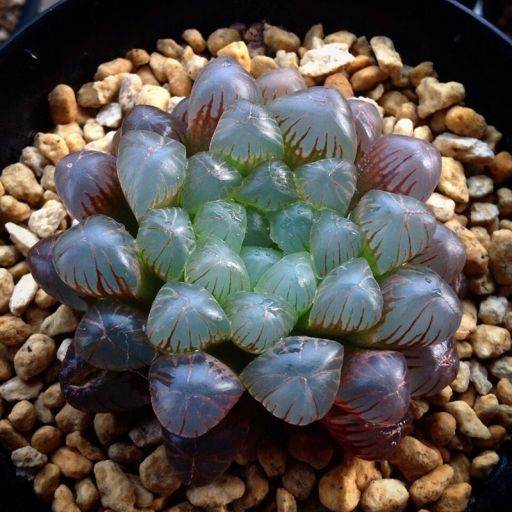 紫肌玉露 紫肌玉露