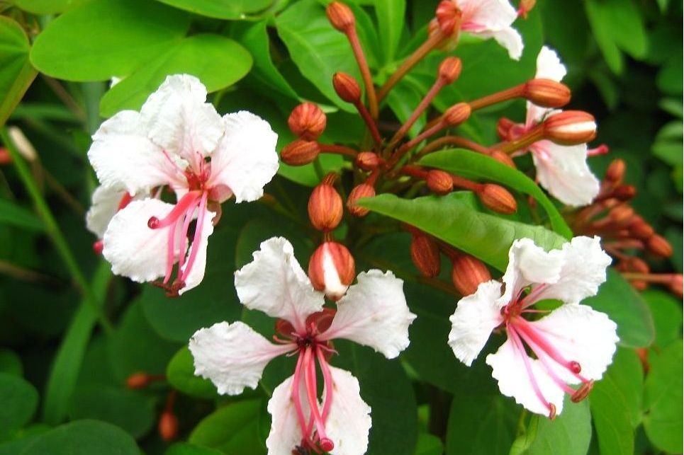 鄂花7號 鄂花7號