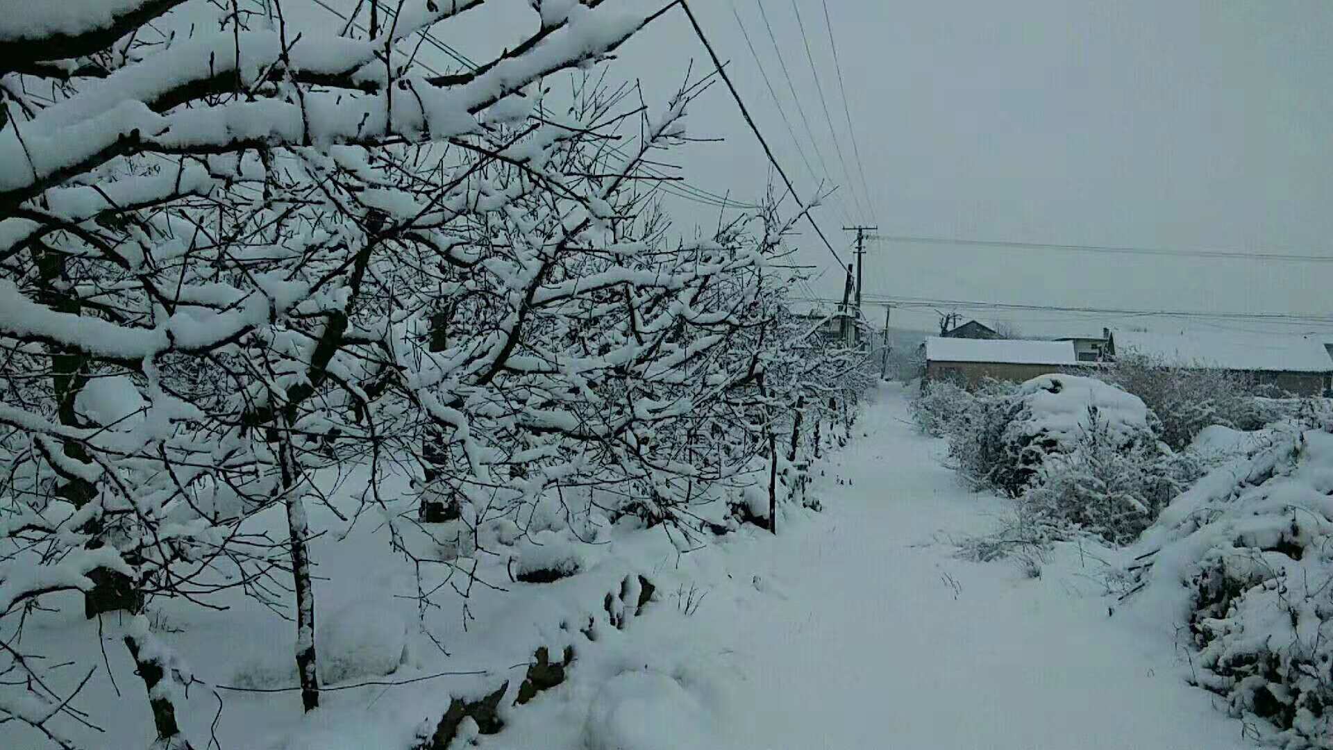 南疆的雪