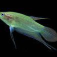 閃光魚 閃光魚