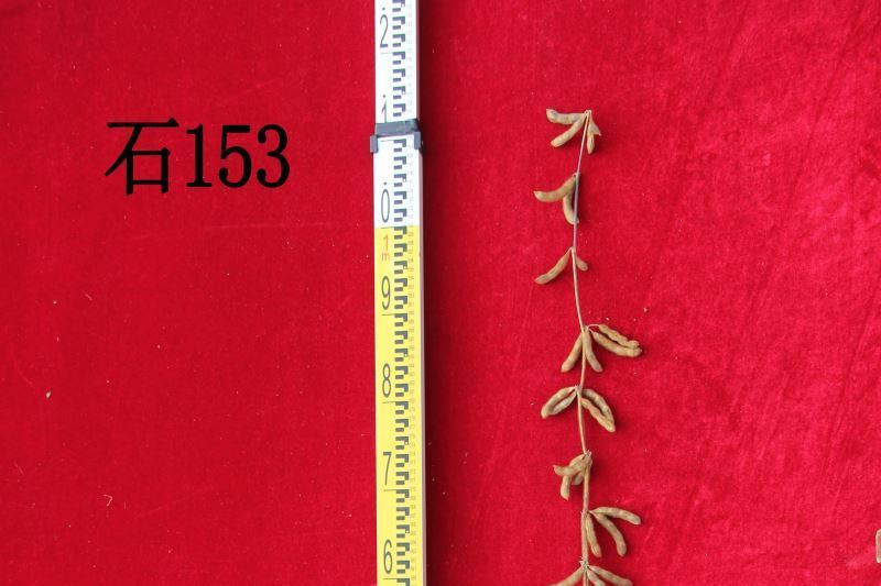 石豆11號 石豆11號