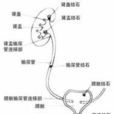 泌尿繫結石