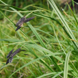 九華薹草(九華苔草) 九華薹草(九華苔草)