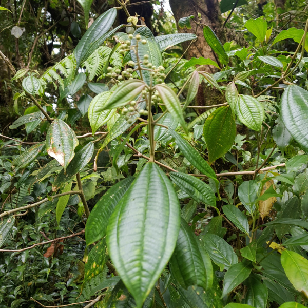 Miconia cuspidatissima