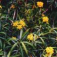 水黃花 水黃花