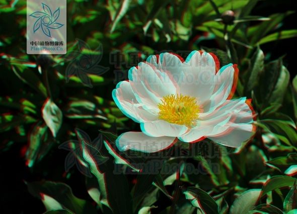 毛果芍藥 毛果芍藥