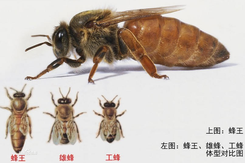 中國毛足蜂 中國毛足蜂