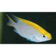 五彩魔魚 五彩魔魚