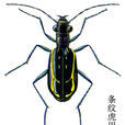 條紋虎甲